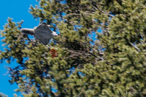 Fotograf z chelyabinsk, udělal jedinečné fotky proteinů-létání Fotograf z chelyabinsk, udělal jedinečné fotky proteinů-létání